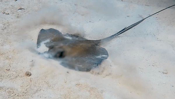 Southern Stingray