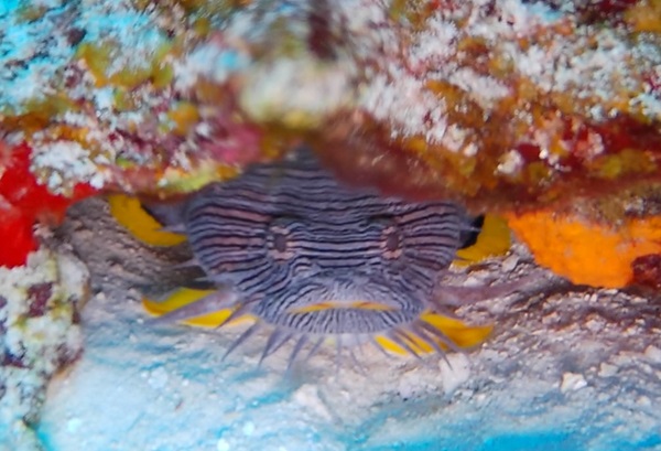 SplendedToadfish