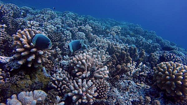 Tahiti Reef