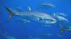 Bluefin Tuna - from pwtrust.org