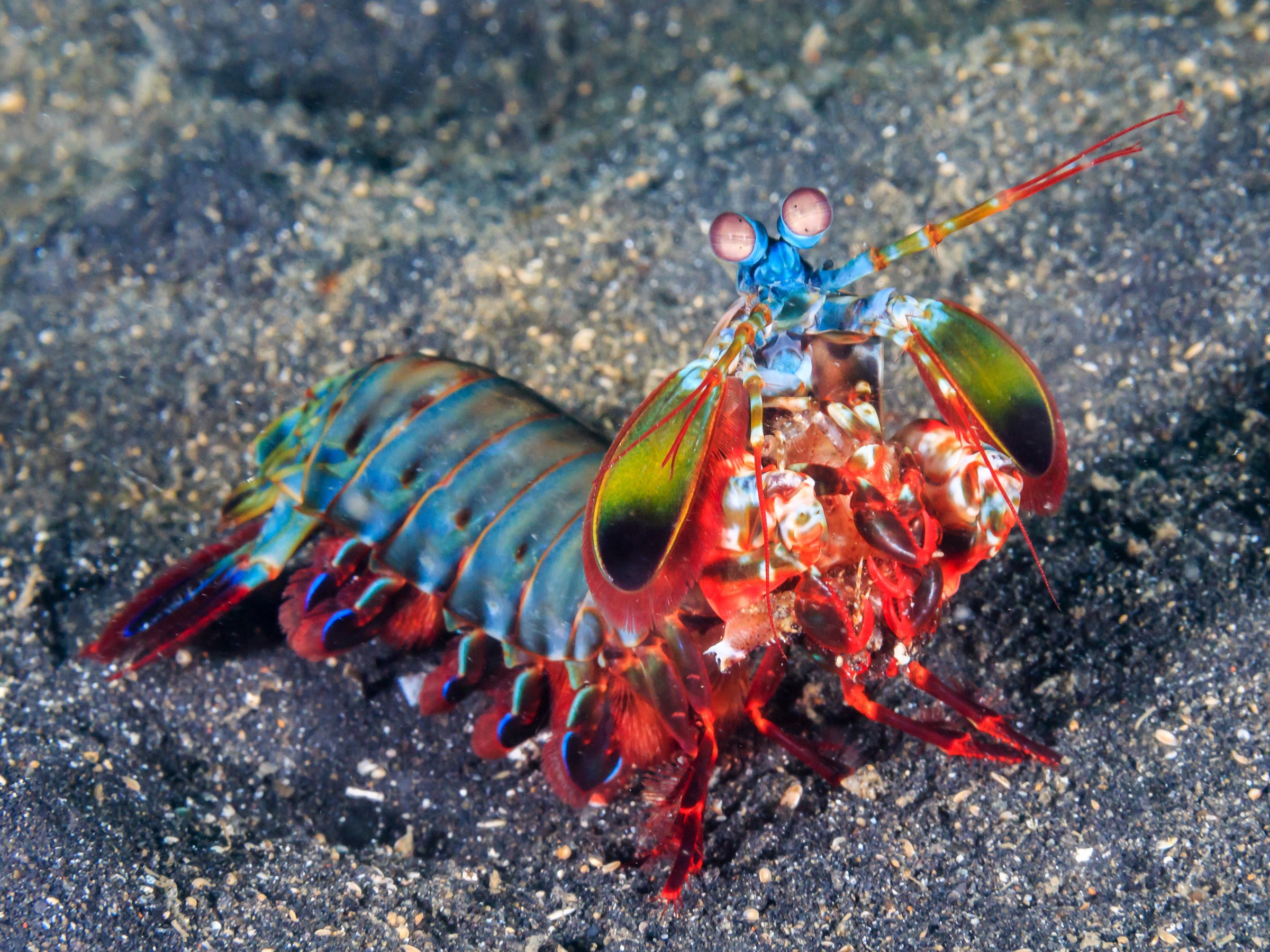 Mantis Shrimp