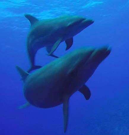 Dolphins