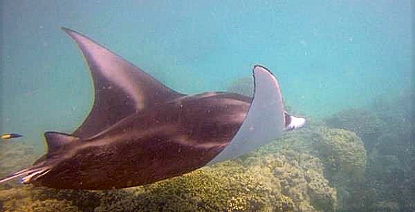 Manta ray