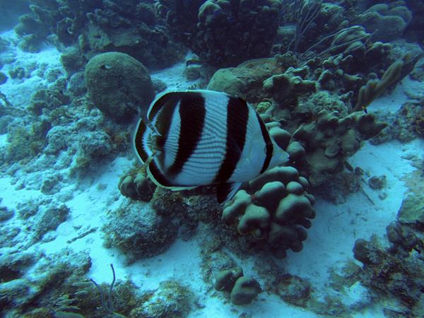 Butterfly fish