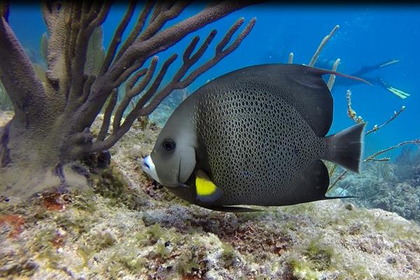 French Angelfish