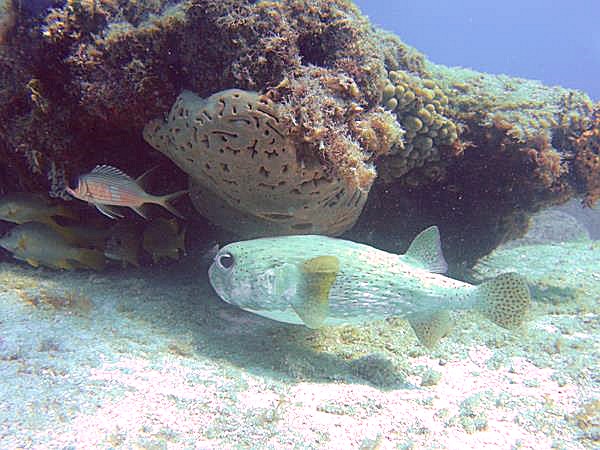 Porcupine Fish