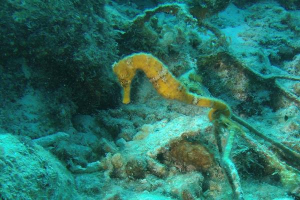 Seahorse