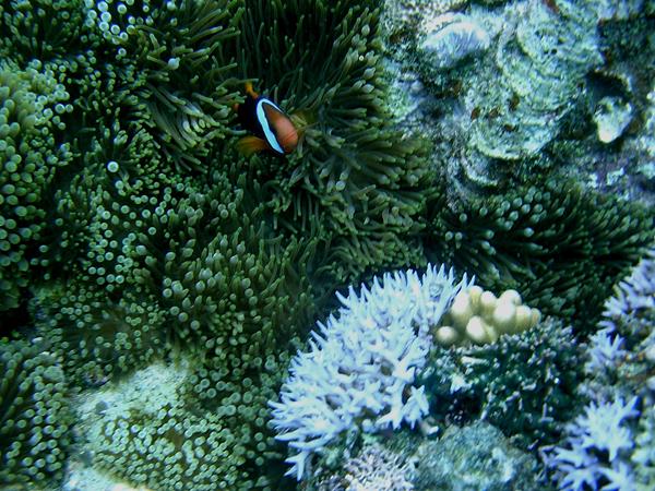 Clownfish on the Great Barrier Reef