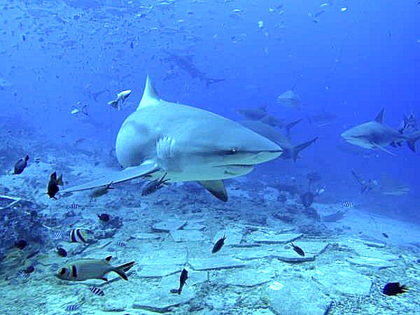 Bull Shark