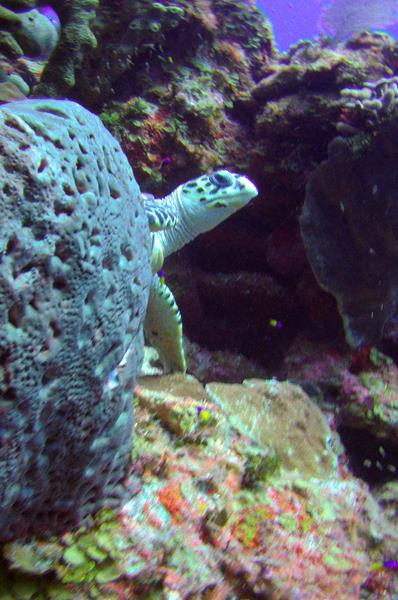 Cayman Brac Turtle
