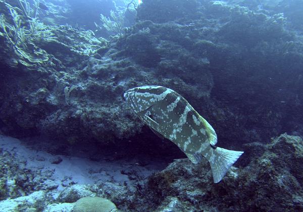 Cayman Brac Grouper