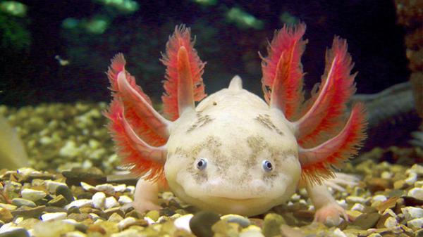 Axolotl