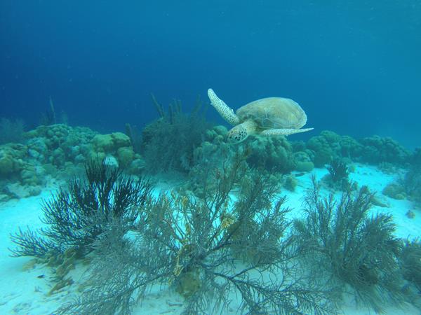 Bonaire