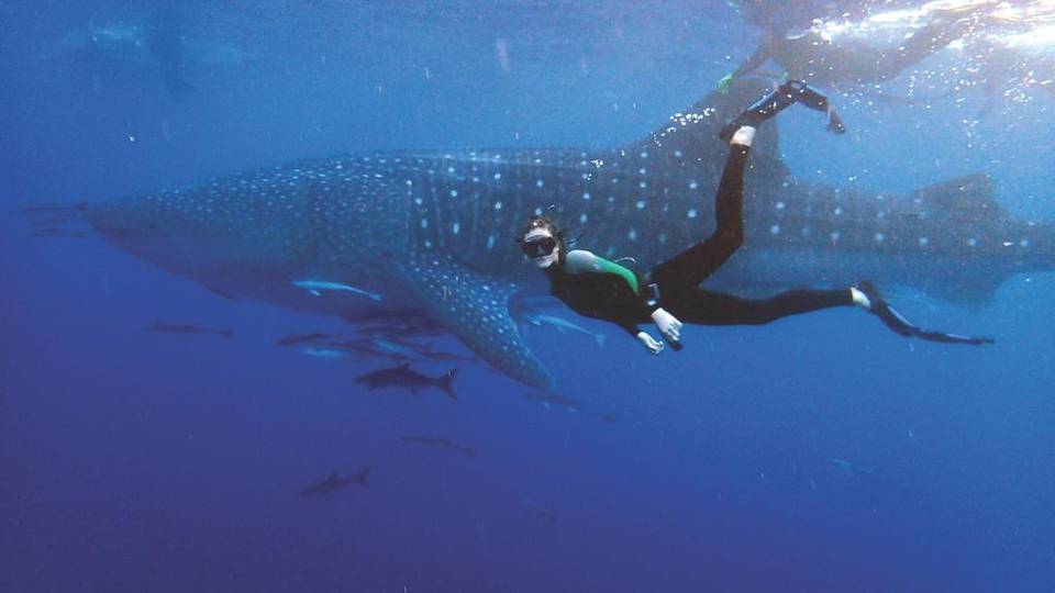 Whale Shark