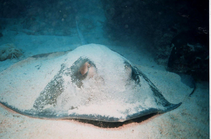 Stingray photo by Carol Cox