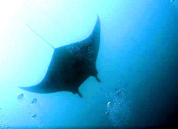 Manta Ray