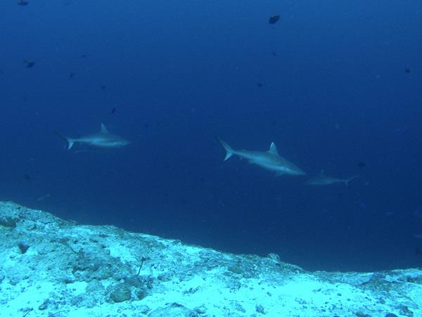 Whitetip Reef Sharks