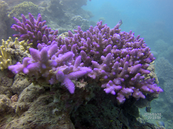 Broccoli Coral