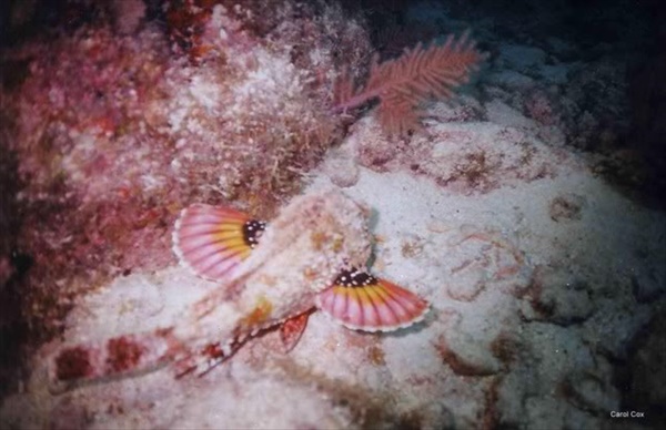 Scorpionfish