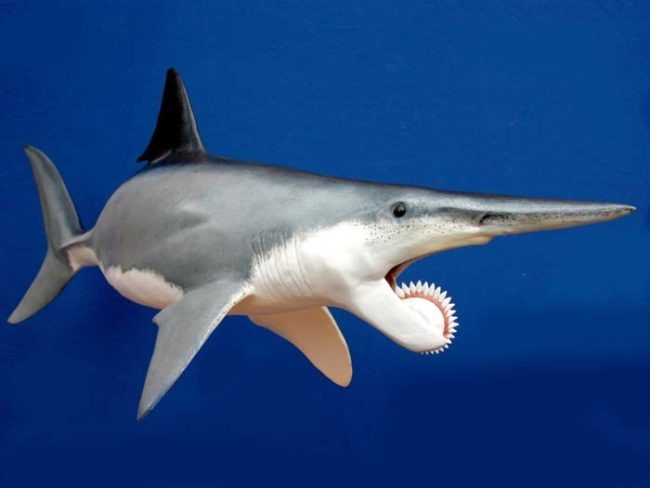 Helicoprion