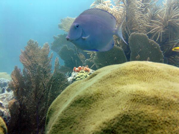 Coral Reef Near Key Largo