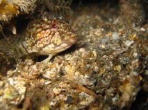 Blenny