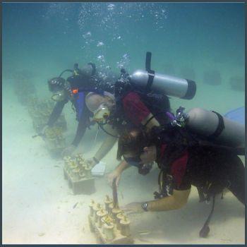 Preparing to Transplant Coral