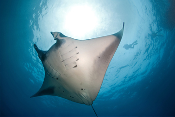 Mantaray